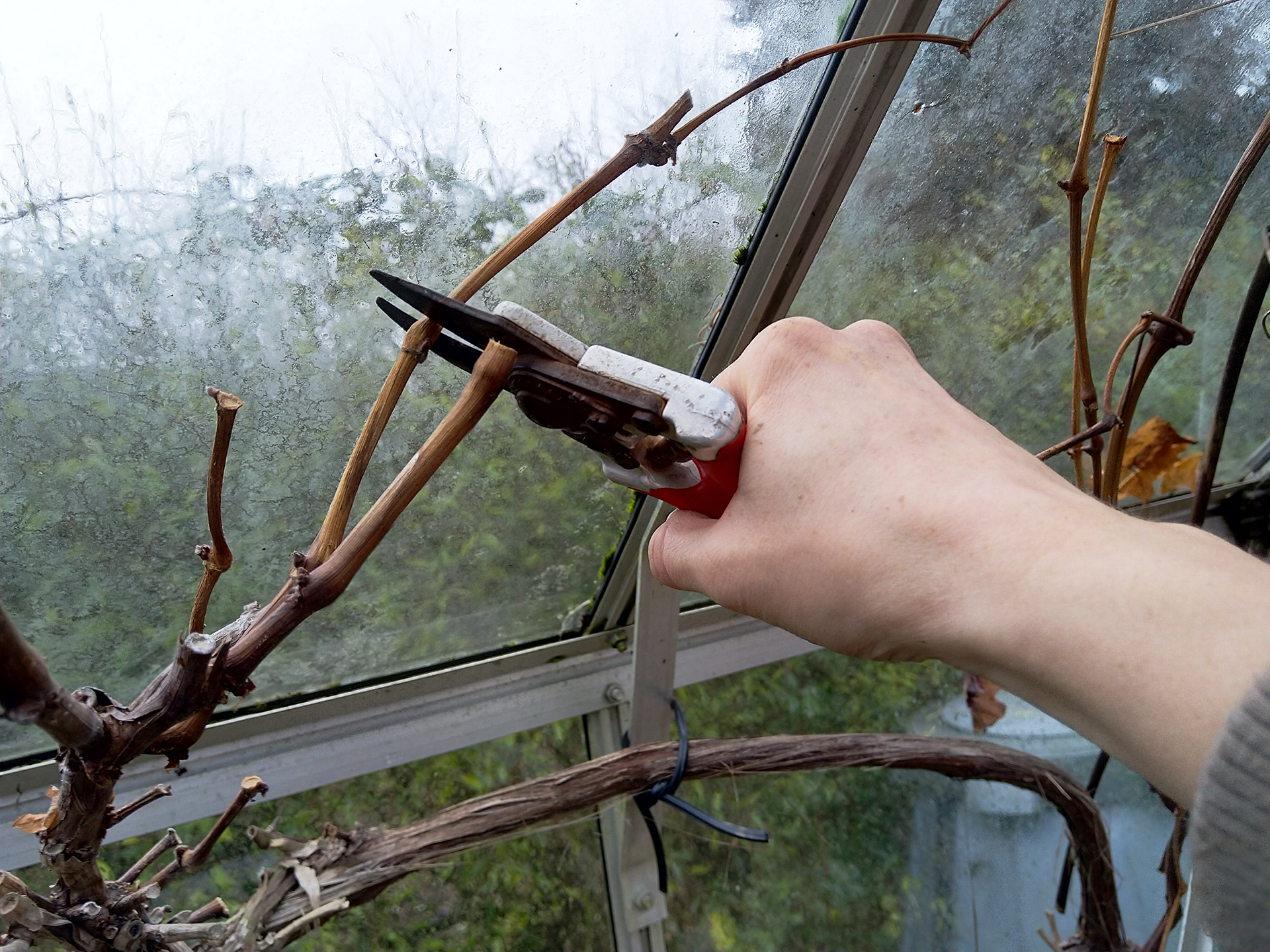 Skuddet beskæres lige over en knop. Foto: Haveselskabet