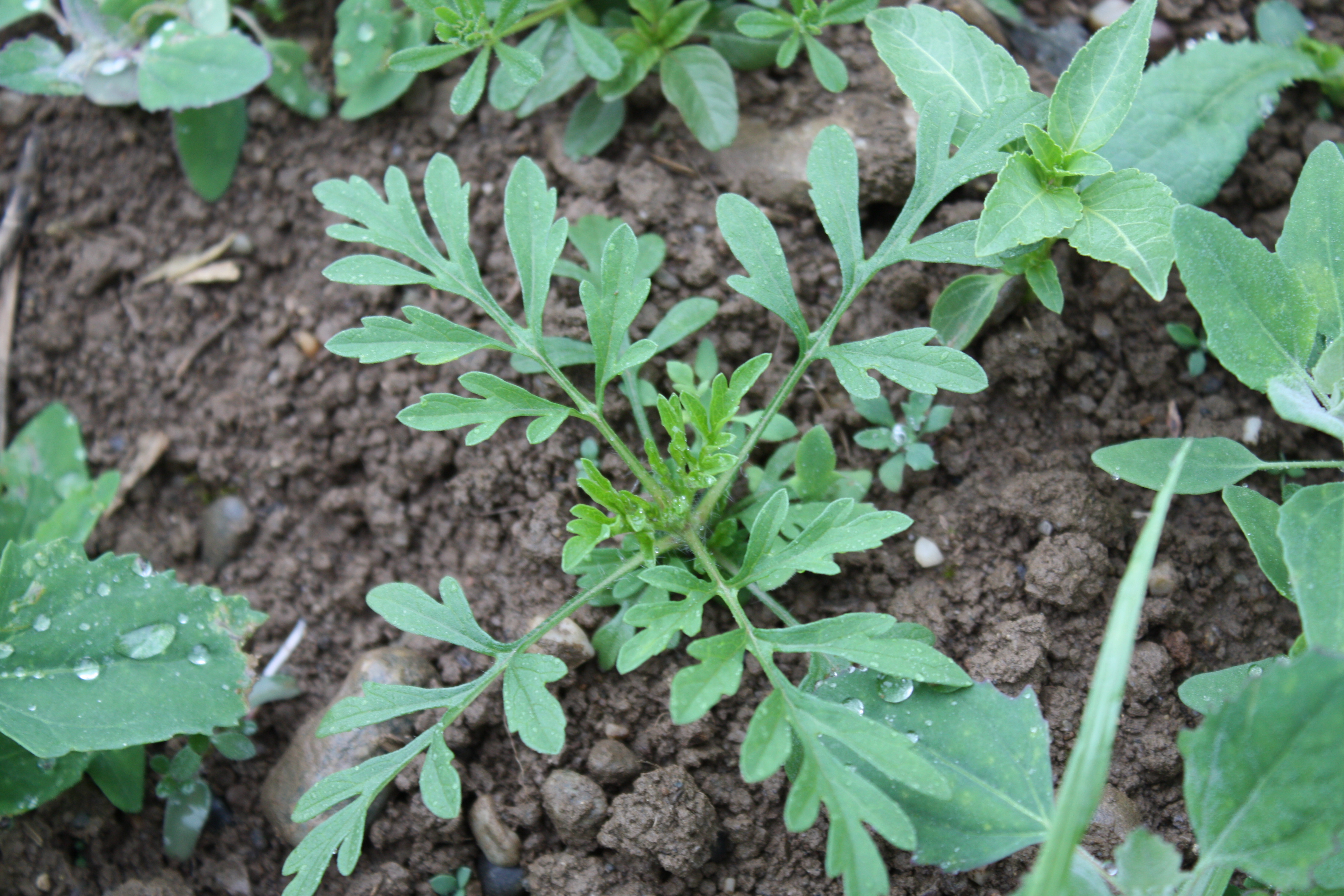 Små planter af bynkeambrosie kan let forveksles med fløjlsblomst, Tagetes, når man luger. Foto: Hans Peter Ravn