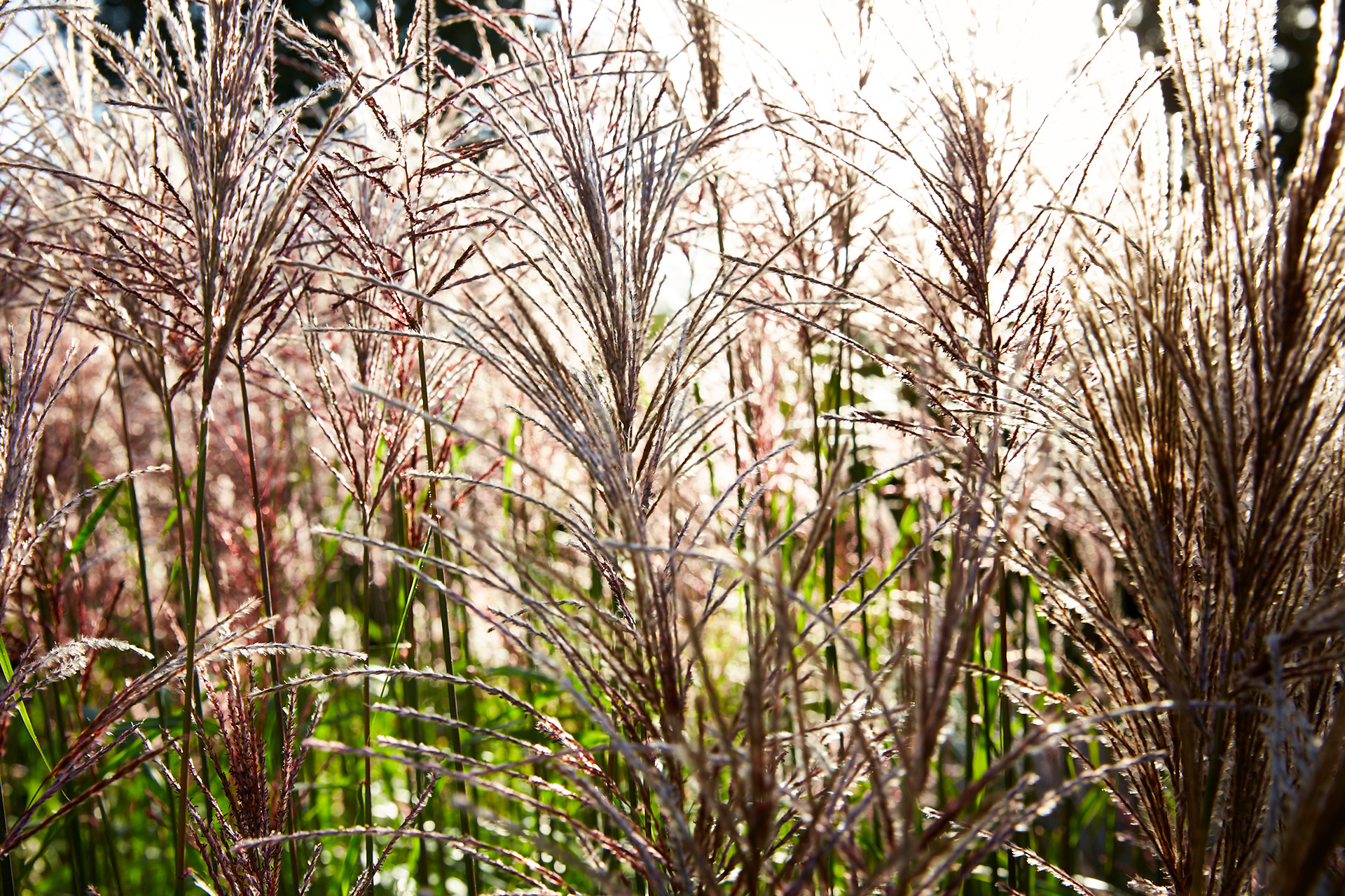 Kinesisk elefantgræs, Miscanthus sinensis 'Red Chief'. Foto: Thomas Evaldsen