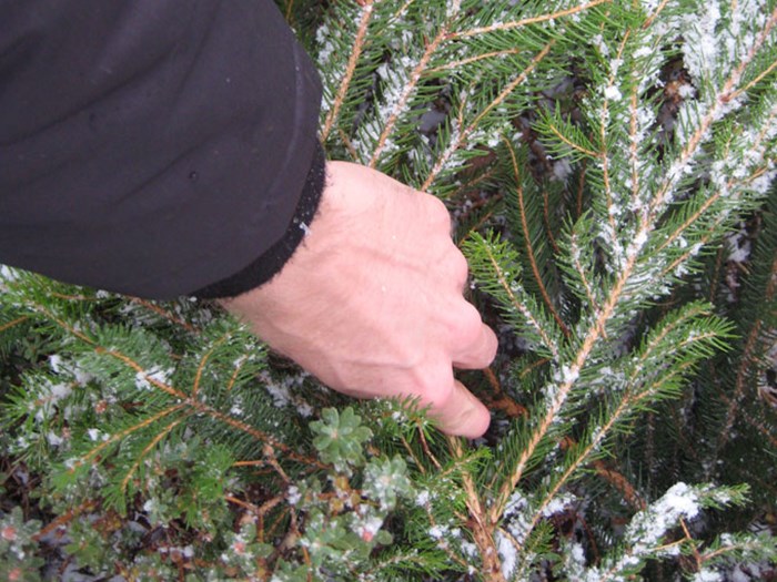 Grankviste kan beskytte sarte planter mod frost. Foto: Haveselskabet