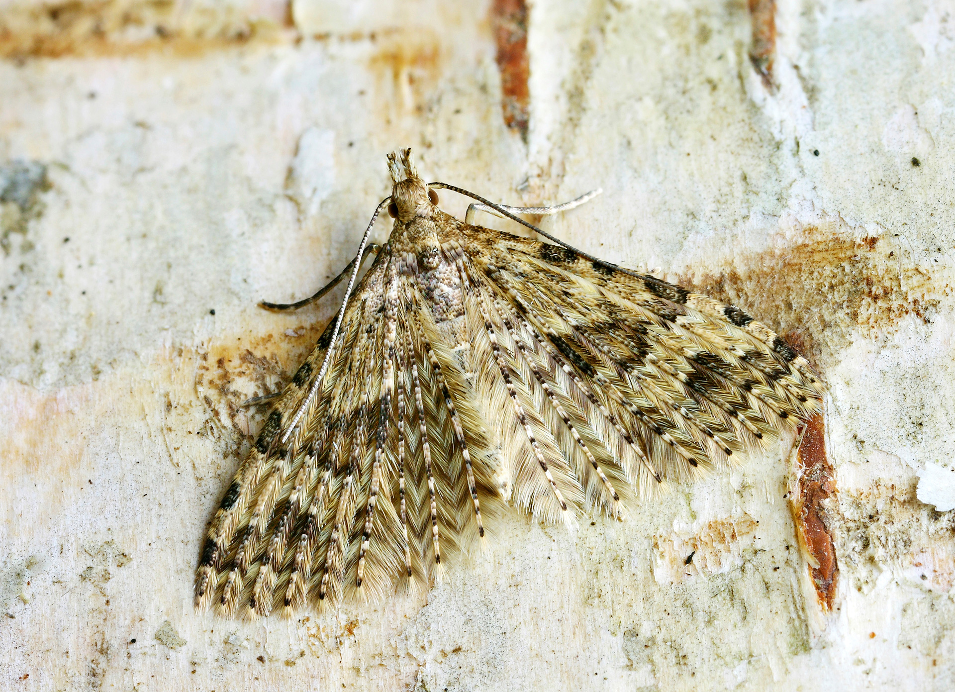 Kaprifoliefjermøl. Foto: Wikimedia/Patrick Clement