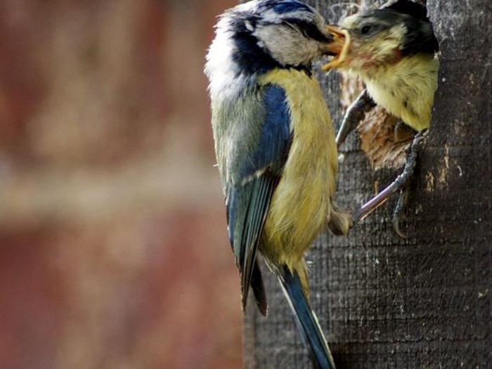 Blåmejser fodrer deres unger med insekter. Foto: Wikimedia