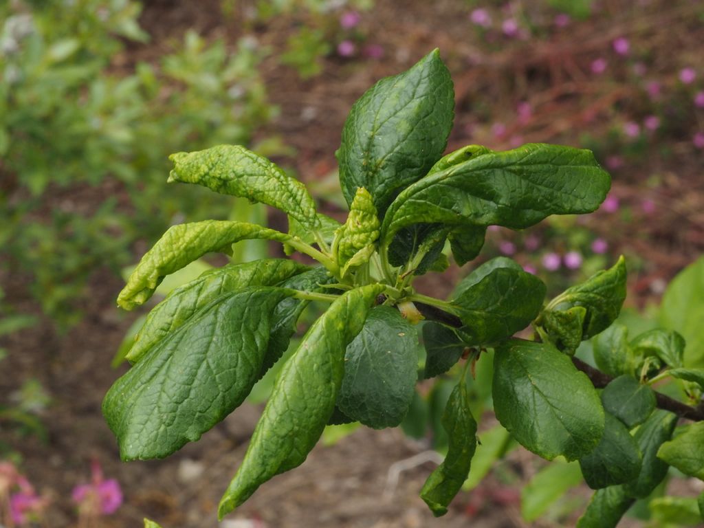 Angreb af bladlus på blommetræ. Foto: Magnus Gammelgaard