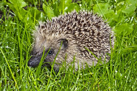 Pindsvin. Foto: Flickr