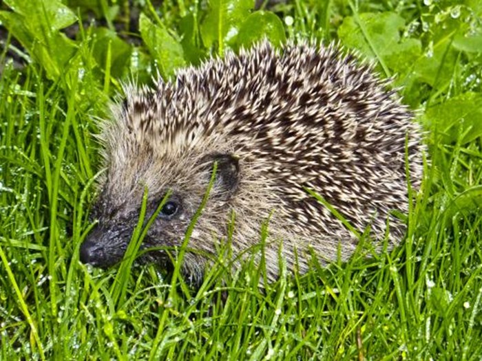 Pindsvin. Foto: Flickr