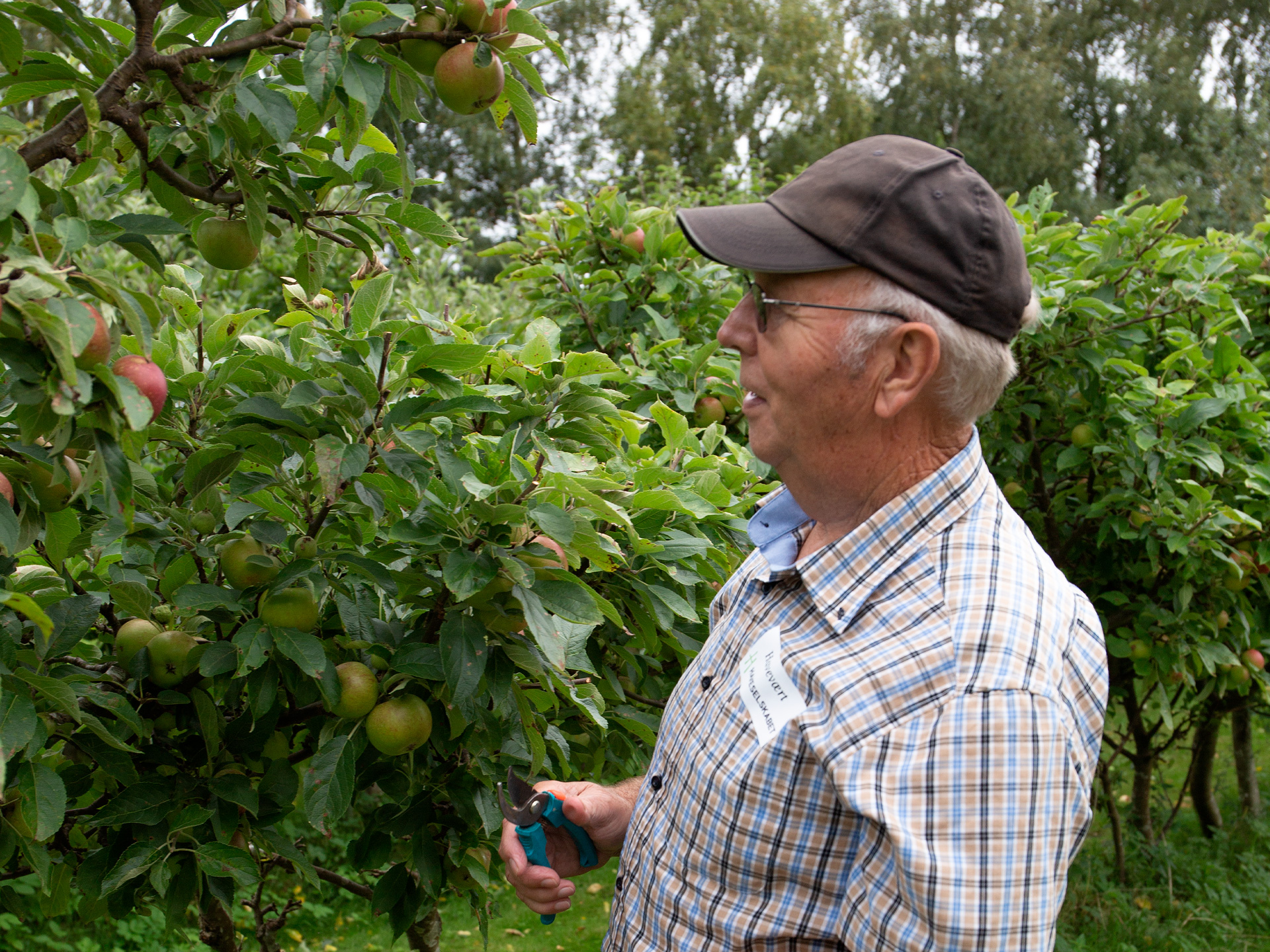 Æbletræ i plukkehøjde. Foto: Frank Kirkegaard