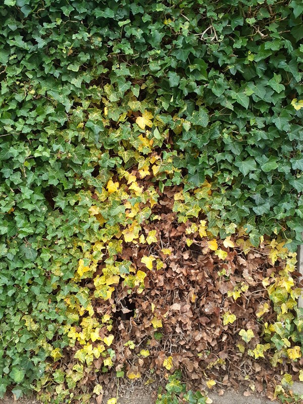 Her ses skader efter et angreb af vedbendskjoldlus, Aspidiotus hedericola, på en vedbend op ad en mur. De stærkt angrebne blade bliver først helt gule og sidenhen brune. Foto: Linda Kjær-Thomsen