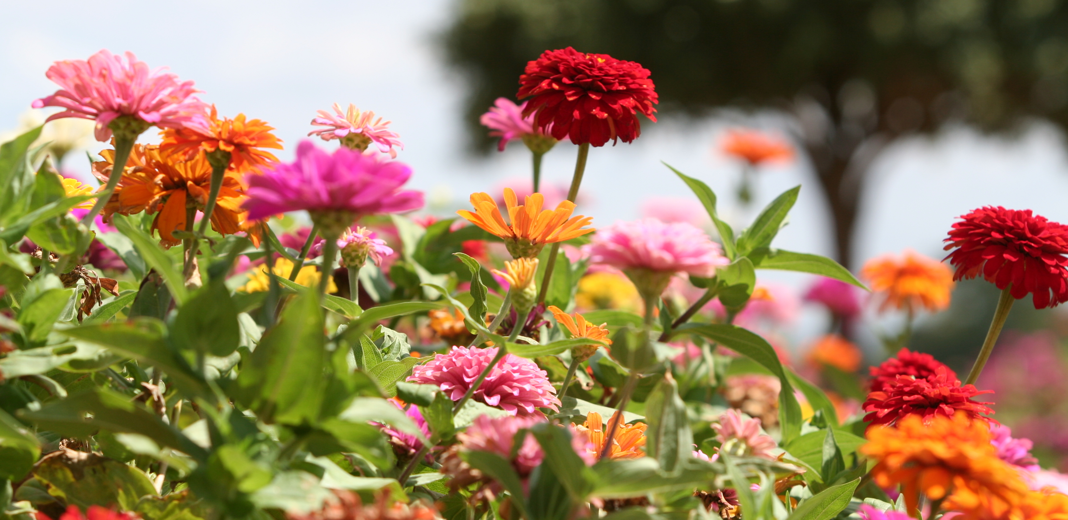 Frøkenhat. Foto: Flickr