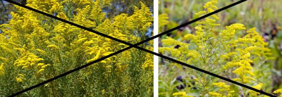 Plant hverken canadisk gyldenris (tv) eller sildig gyldenris (th). Fotos: Wikimedia og Flick