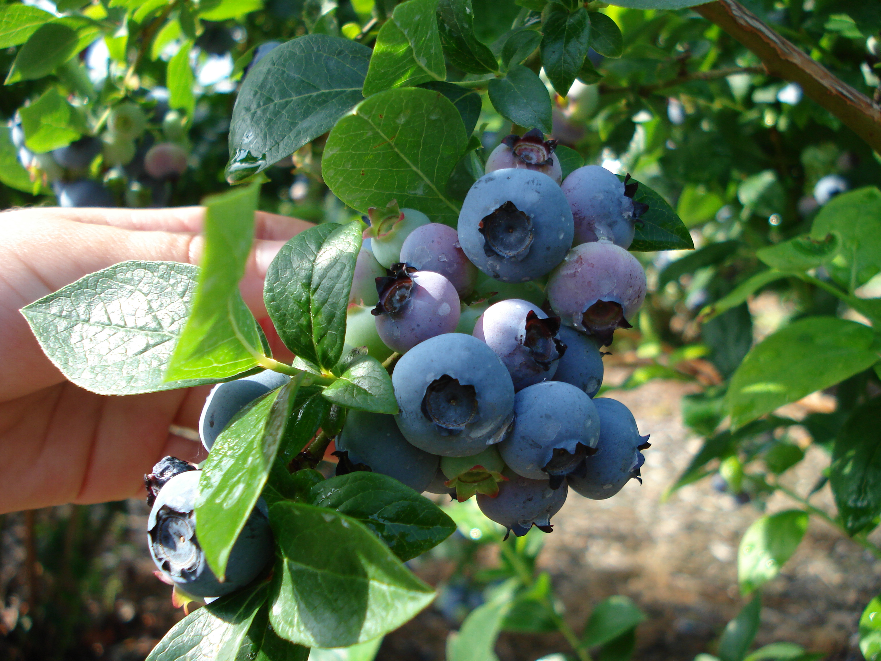 Modne storfrugtet blåbær, klar til høst. Foto Flickr