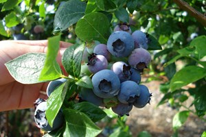 Modne storfrugtet blåbær, klar til høst. Foto Flickr