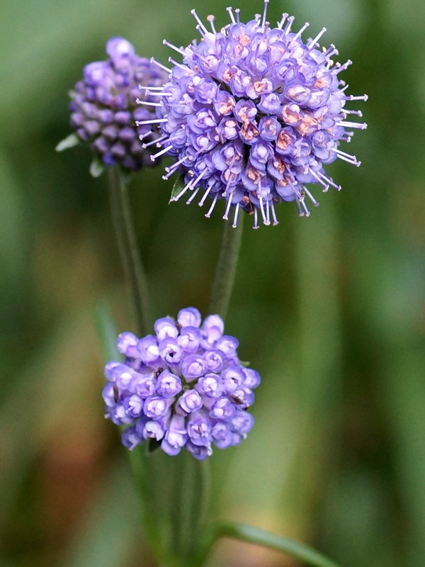 Djævelsbid er en hjemmehørende plante. Haveselskabet