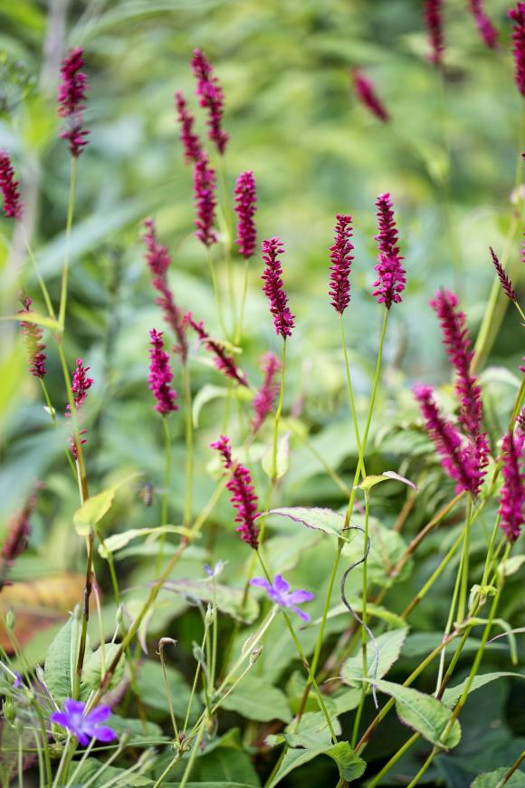 Kærtepileurt, Persicaria amplexicaulis. Foto: Frank Kirkegaard
