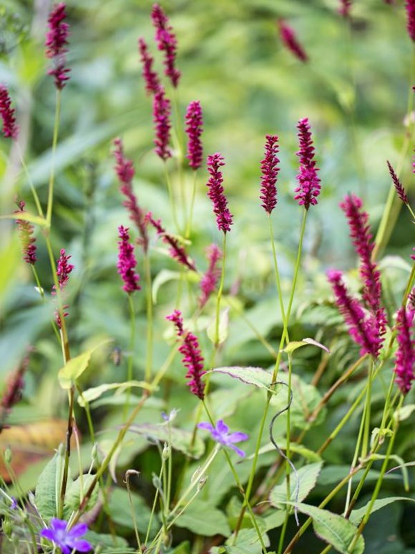 Kærtepileurt, Persicaria amplexicaulis. Foto: Frank Kirkegaard