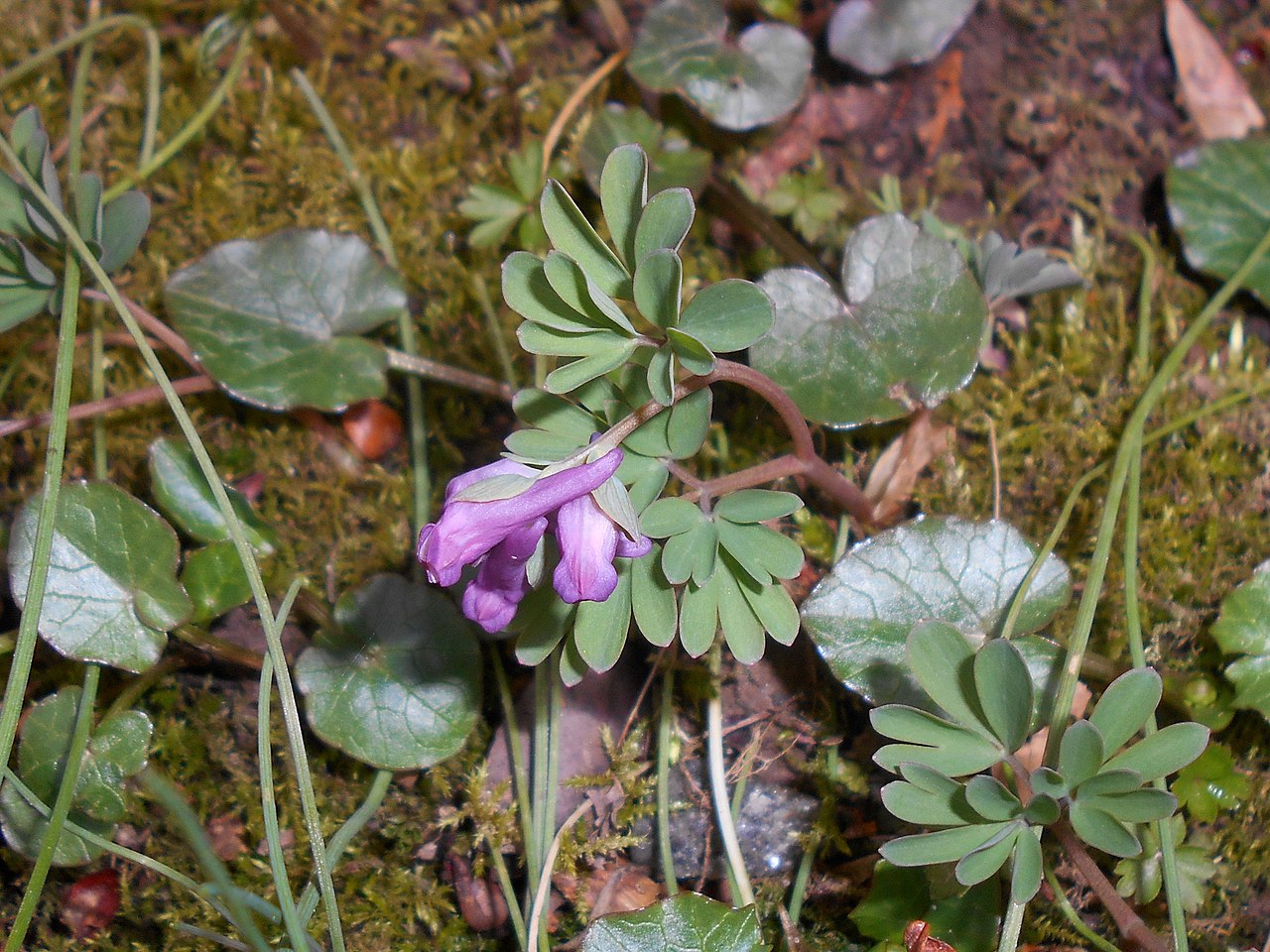 Liden lærkespore, Corydalis Intermedia. Foto: Wikimedia