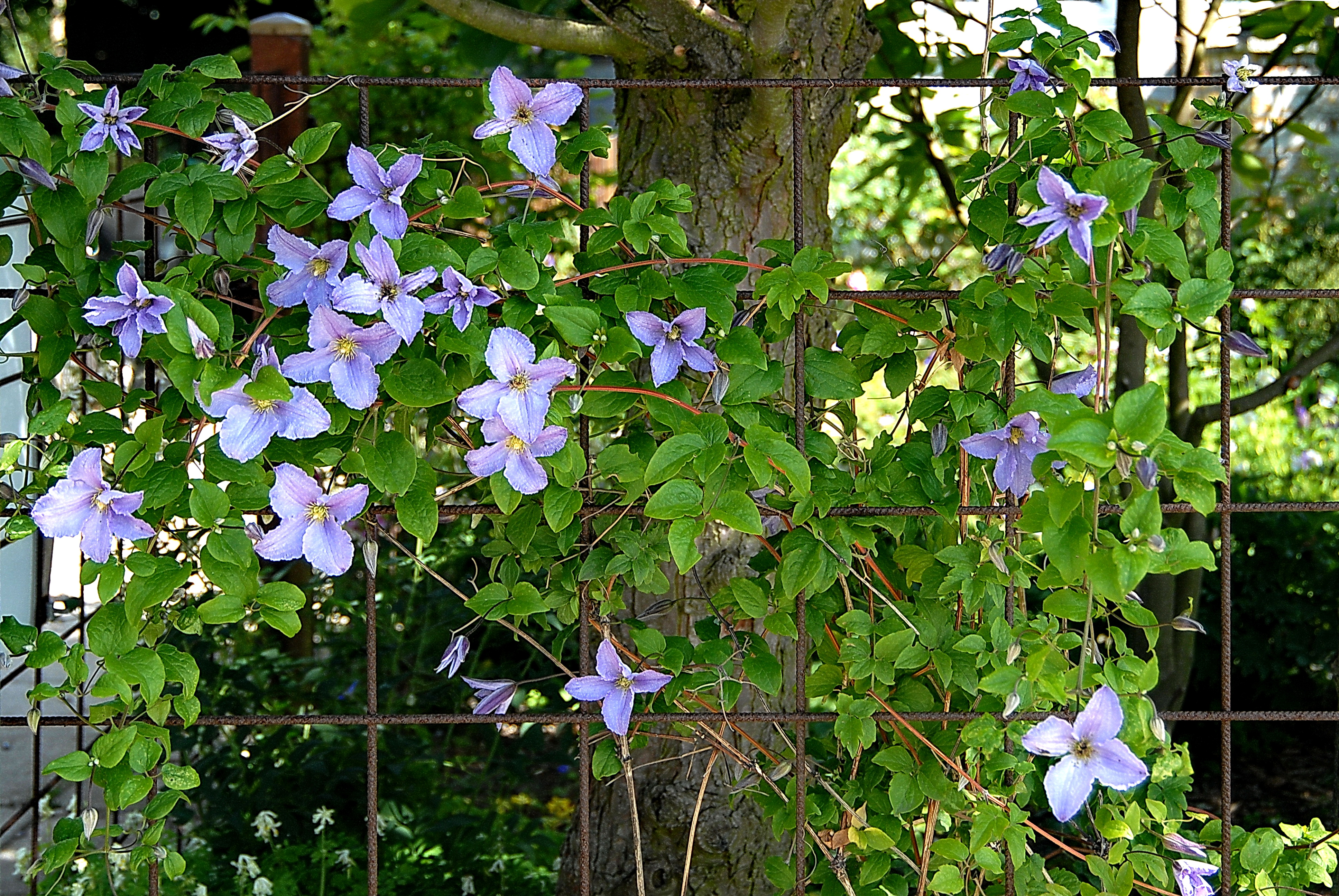 Klematis_‘Blekitney Aniol’