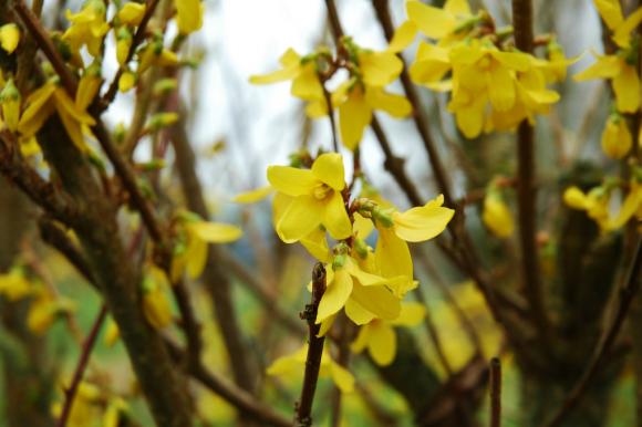 Forsytia, Forsythia x intermedia. Foto: Flickr