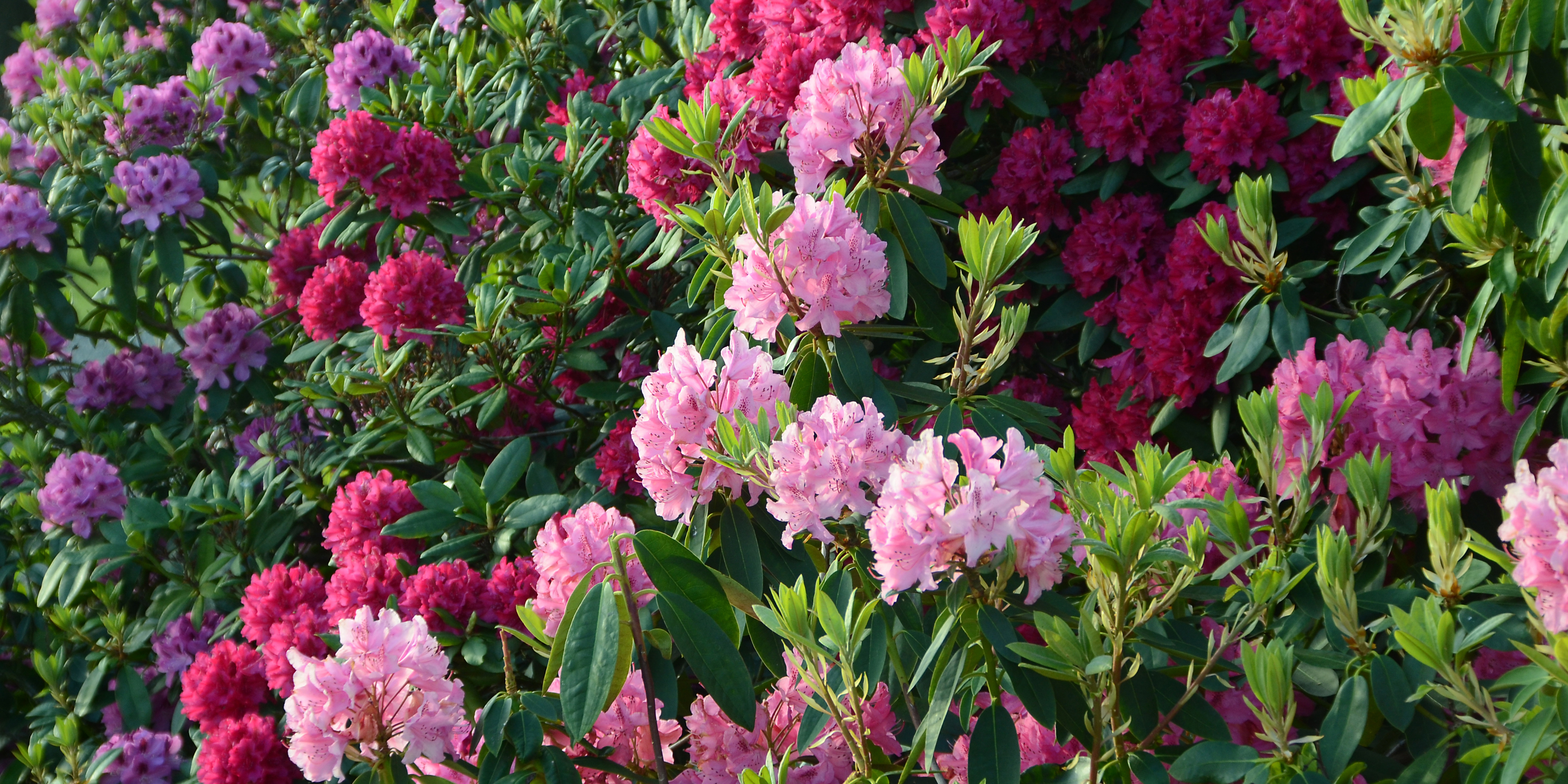 Rododendron er fantastisk med sine store blomsterhoveder, der kommer i alverdens farver.  Foto: Istockphoto.com