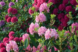 Rododendron er fantastisk med sine store blomsterhoveder, der kommer i alverdens farver.  Foto: Istockphoto.com