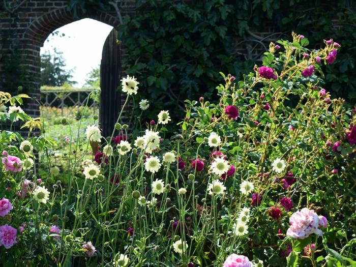 Kæmpeskælhoved, Cephalaria gigantea, i selskab med roser. Foto: Flickr/Mark Wordy