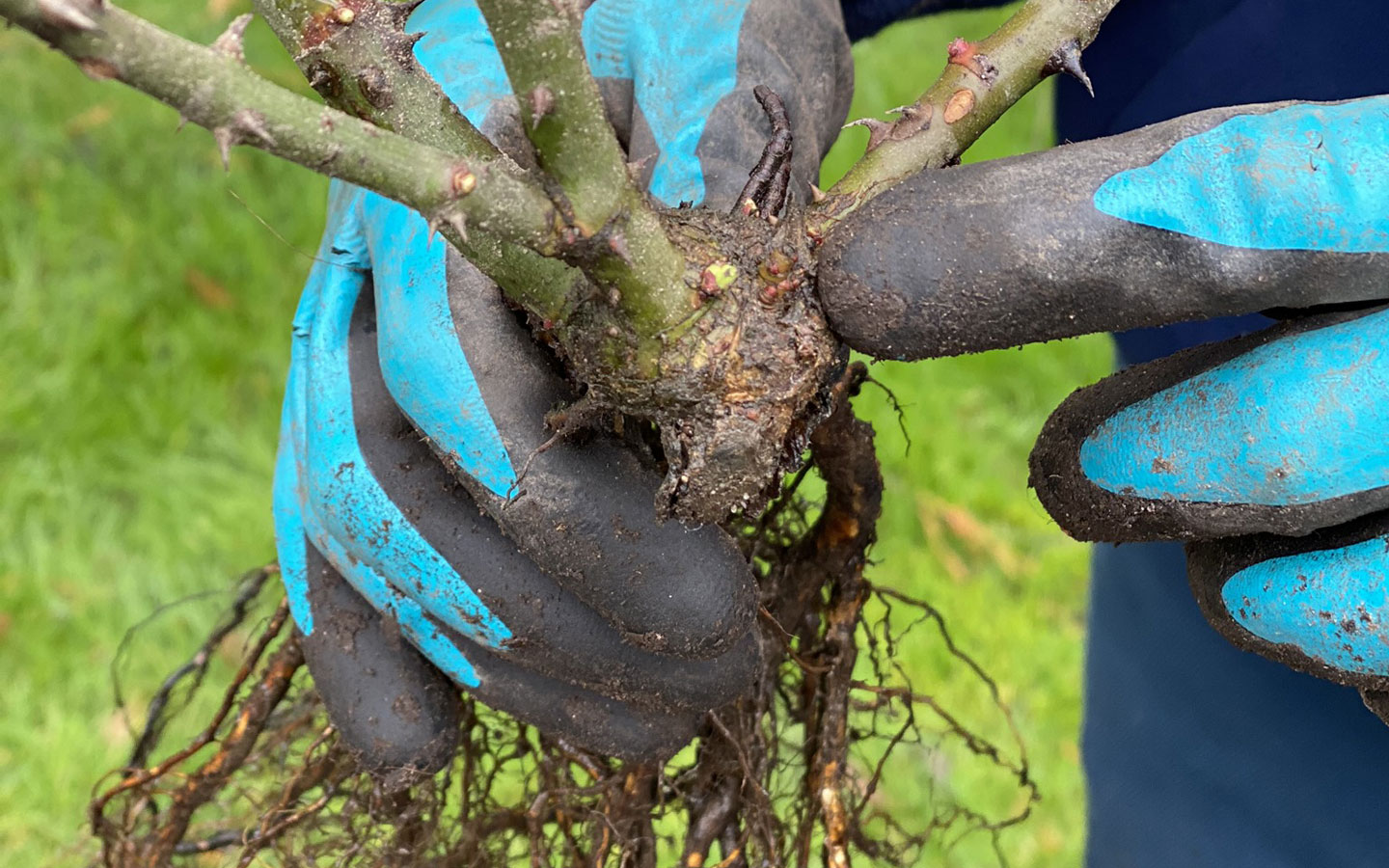 Rosens podningssted. Foto: Haveselskabet