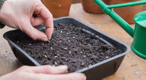 Såning af stauder. Foto: Gapphotos