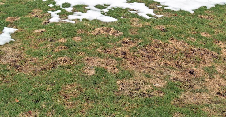 Sneskimmel. Foto: Magnus Gammelgaard