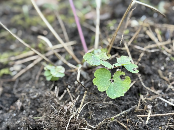 Spire af almindelig akeleje. Foto: Haveselskabet