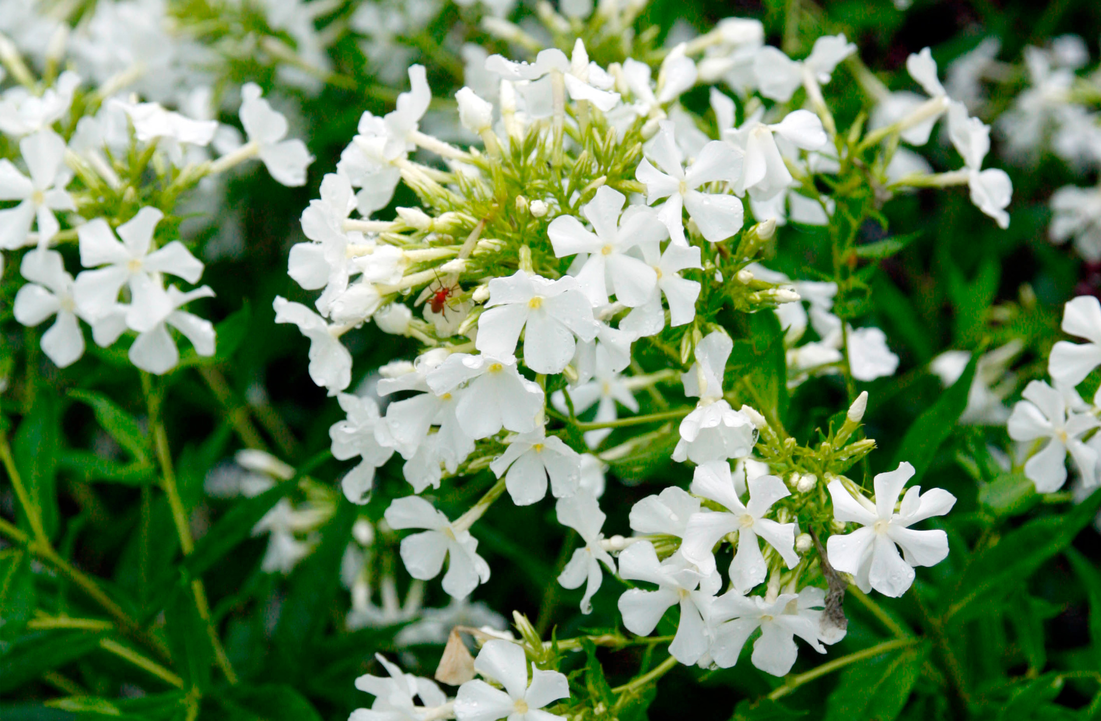 Høstfloks, Phlox x arendsii 'Casablanca'. Foto: Gap Photos/Martin Hughes Jones