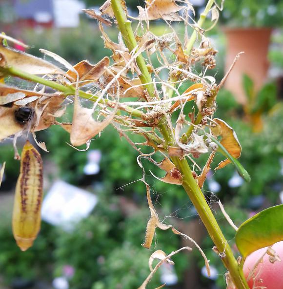 Her ses en puppe til venstre for en afløvet gren. Foto: Allan Høxbroe 