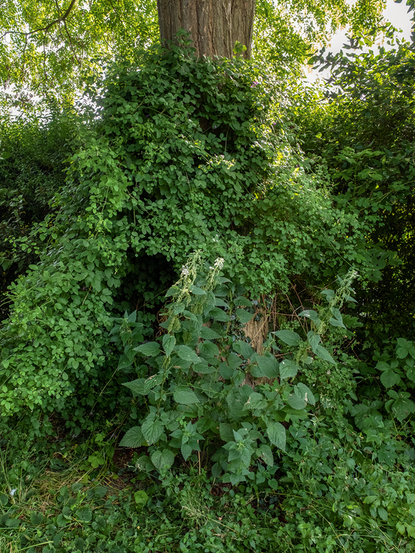 Afsat plads til vilde planter flere steder i haven. Her har stor nælde, Urtica dioica, også kendt som brændenælde, slået sig ned ved et træ. Den er flerårig og værtsplante for forskellige sommerfuglearter, blandt andet nælde-sommerfugl, dagpåfugleøje og admiral. Foto: Hanne Gabel Christensen