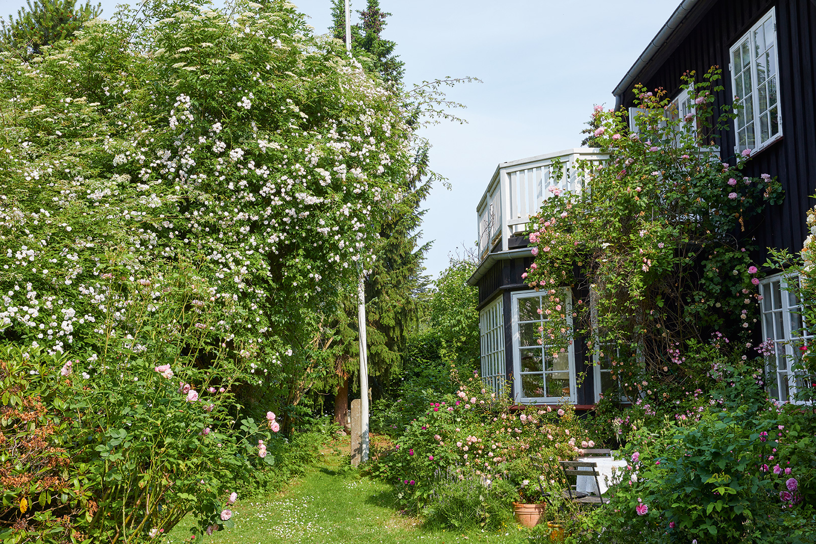 Søren Sætter-Lassens rosenhave. Foto: Thomas Evaldsen