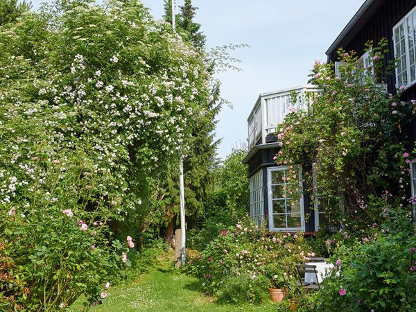 Søren Sætter-Lassens rosenhave. Foto: Thomas Evaldsen