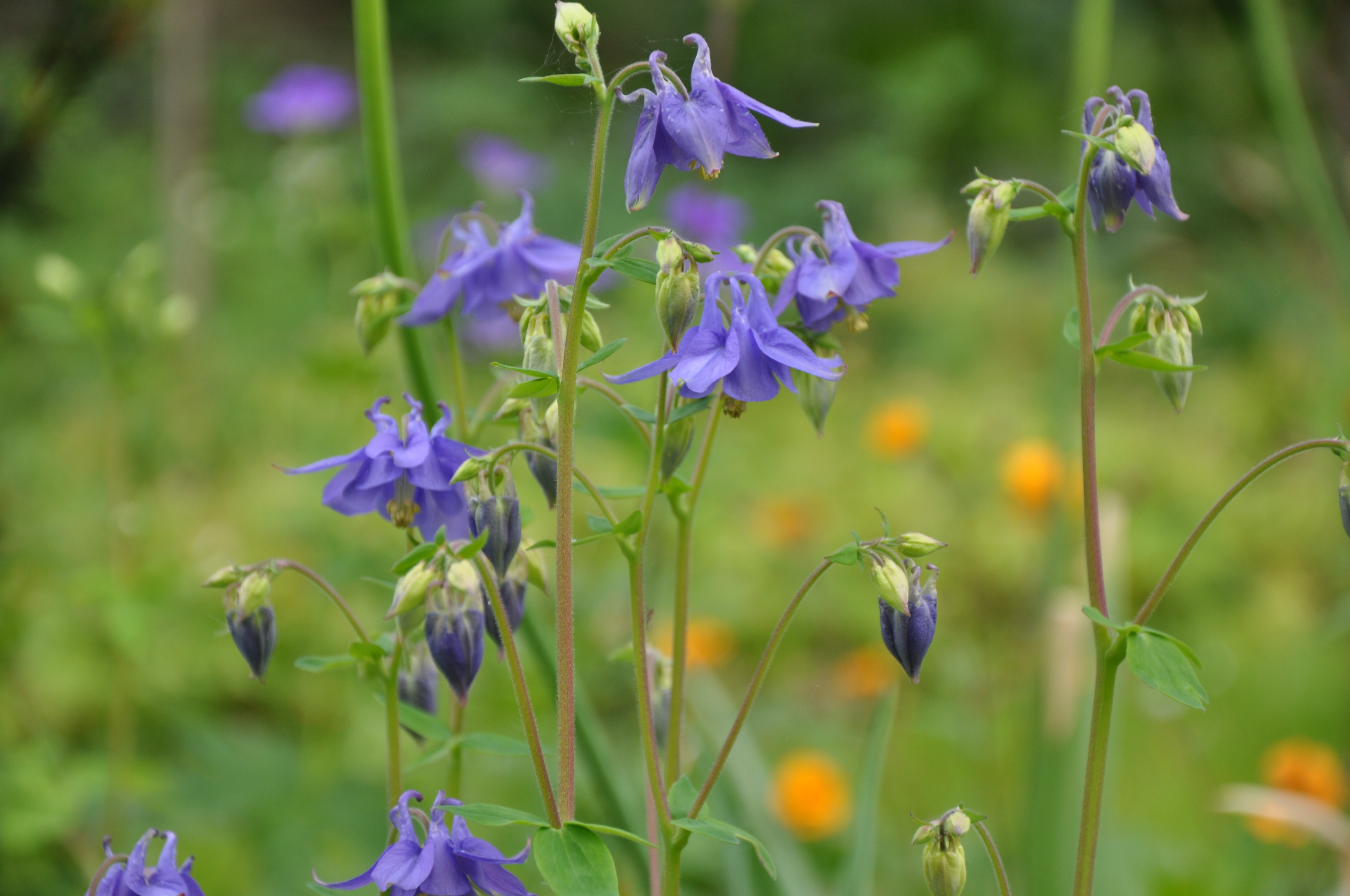 Almindelig akeleje, Aquilegia vulgaris. Foto: Haveselskabet