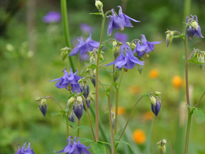 Almindelig akeleje, Aquilegia vulgaris. Foto: Haveselskabet