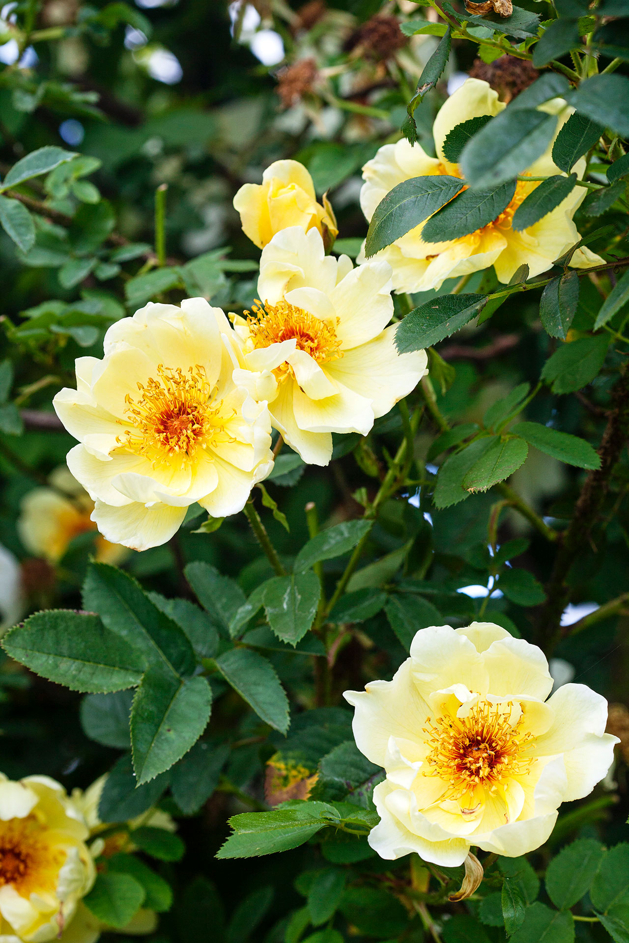 Rosen 'Aicha'. Foto: Hanne Gabel Christensen