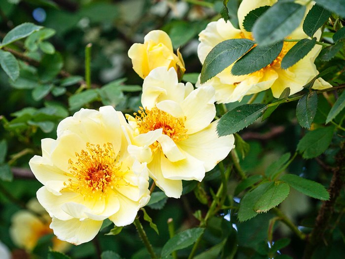 Rosen 'Aicha'. Foto: Hanne Gabel Christensen