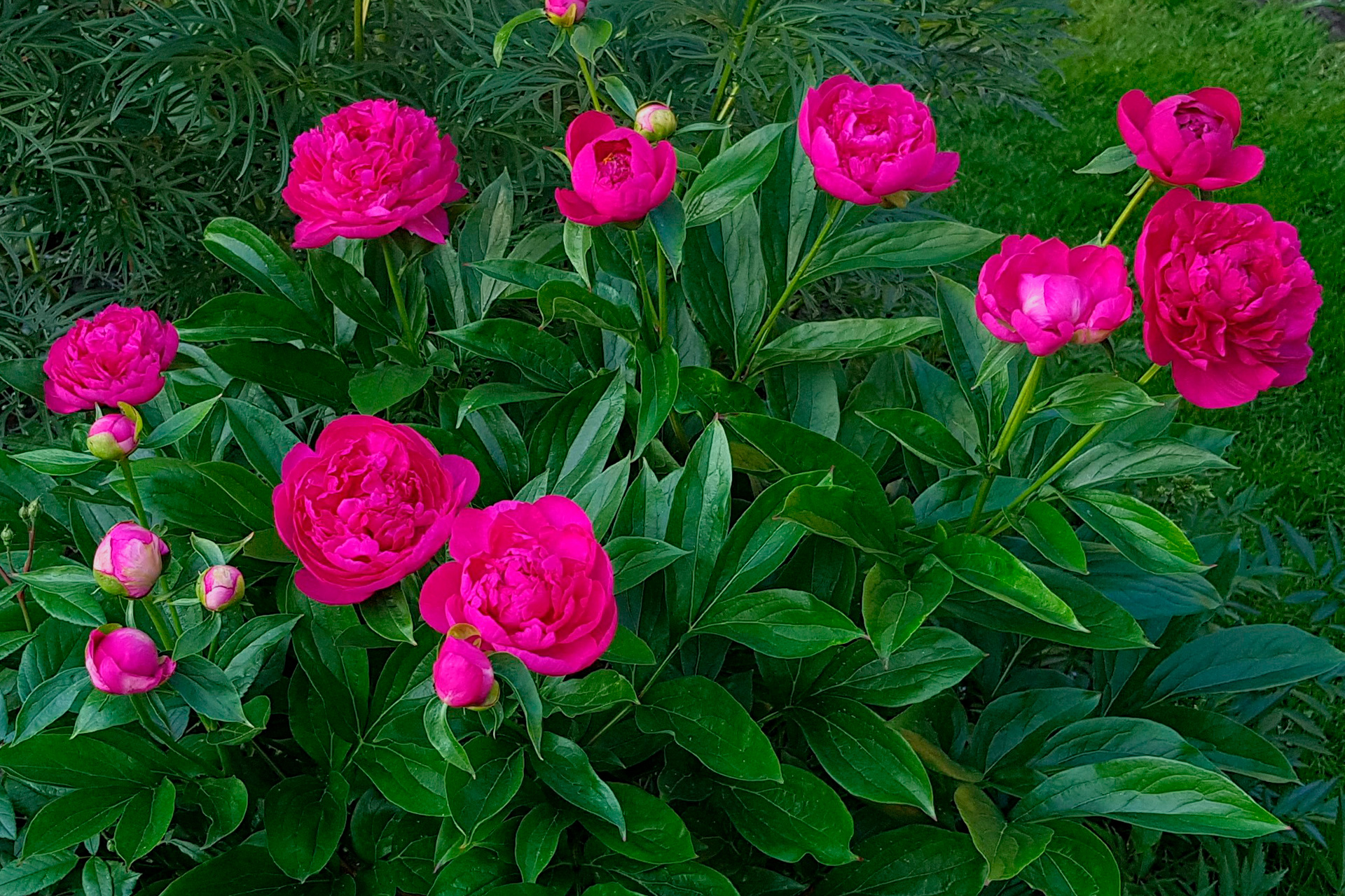 Silkepæon, 'Karl Rosenfield' Foto: Flickr/Anubis