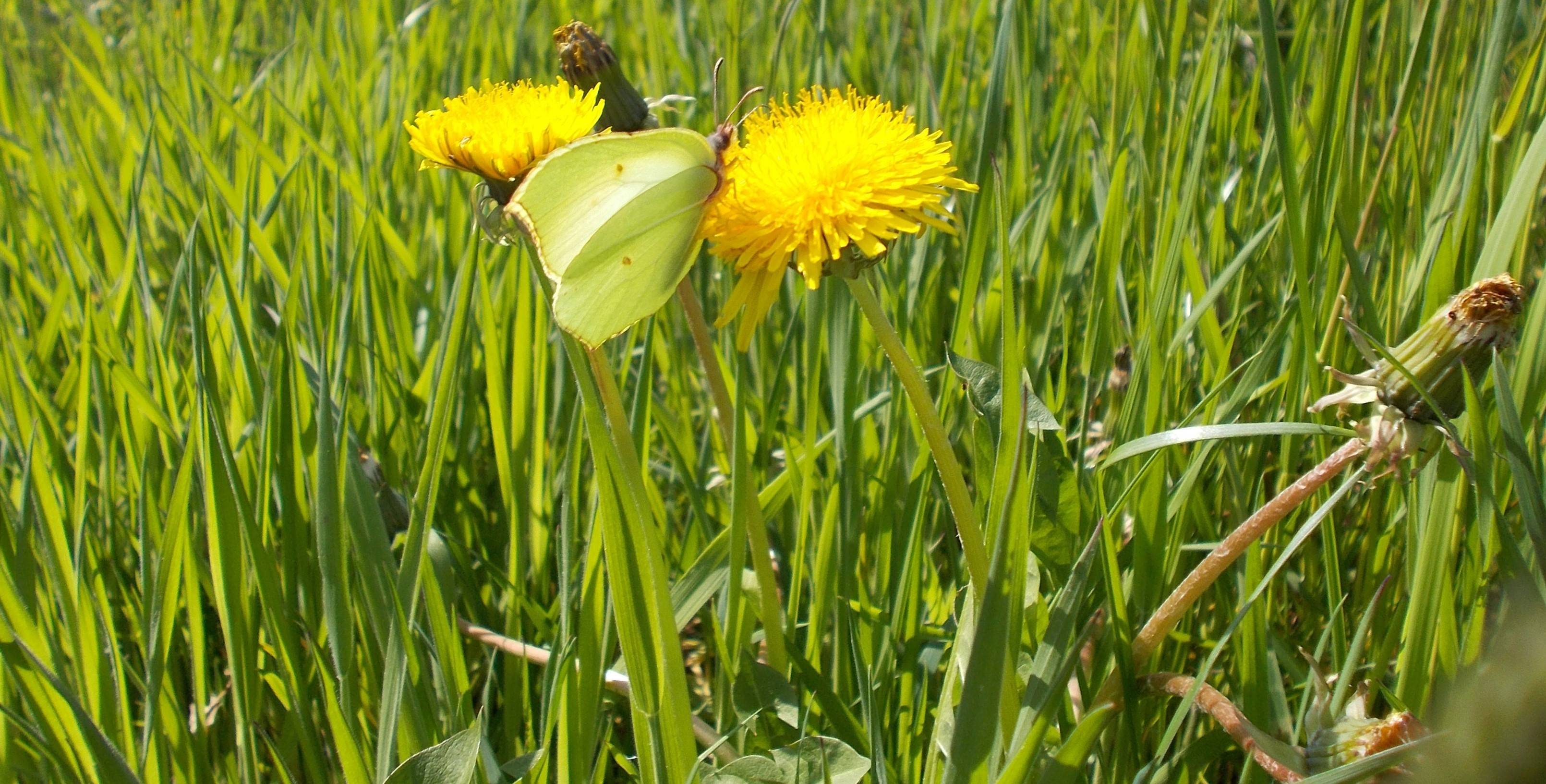 Citronsommerfugl i mælkebøtte. Foto: Flickr