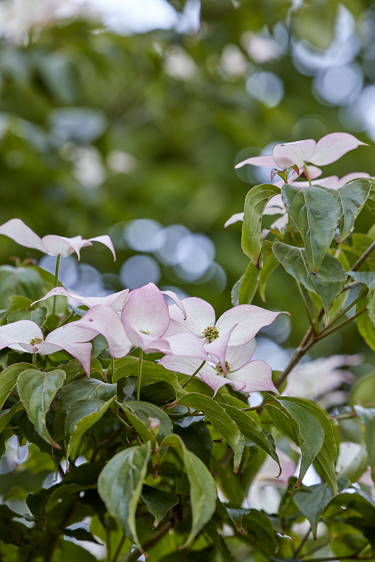 ‘Eurostar’ er fantastisk blomsterrig og blomstrer længe med middelstore blomster. Koreakornel er smuk sammen med de stedsegrønne rhododendron, og trives godt under samme forhold. Foto: Mette Krull