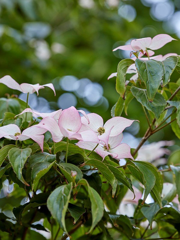 ‘Eurostar’ er fantastisk blomsterrig og blomstrer længe med middelstore blomster. Koreakornel er smuk sammen med de stedsegrønne rhododendron, og trives godt under samme forhold. Foto: Mette Krull