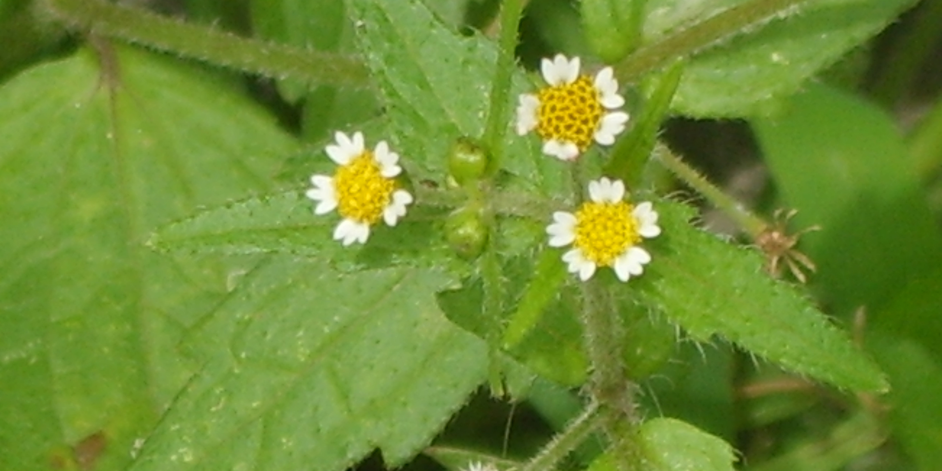 Kirtelkortstråle. Foto: Wikimedia