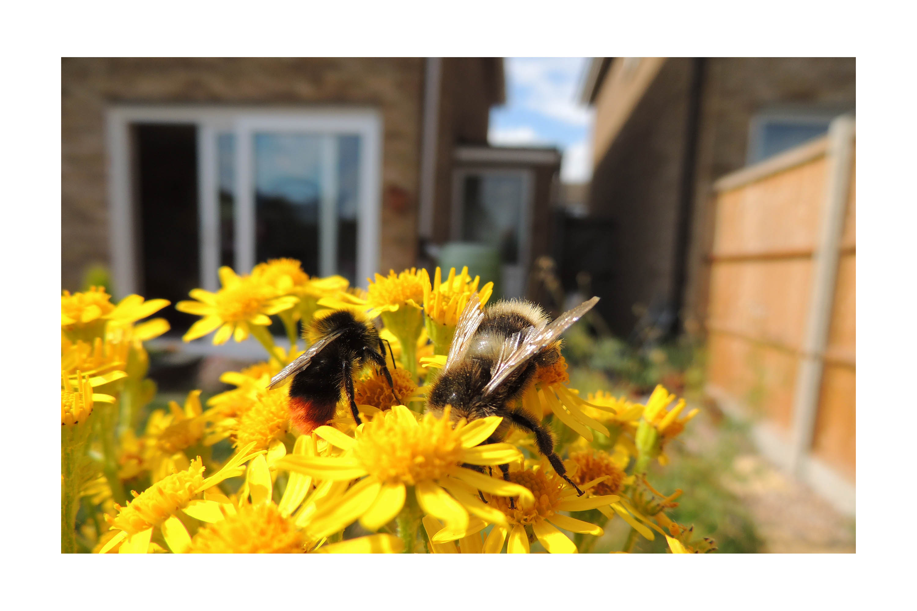 Stenhumle er en meget almindelig bi, som også trives i bymiljøet. Foto Flickr/ Orangeaurochs