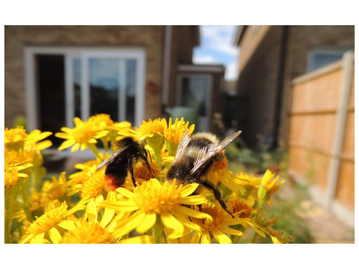 Stenhumle er en meget almindelig bi, som også trives i bymiljøet. Foto Flickr/ Orangeaurochs