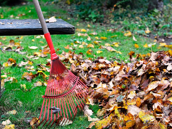 Nedfaldne blade på græsplænen rives sammen. Foto: Pixabay