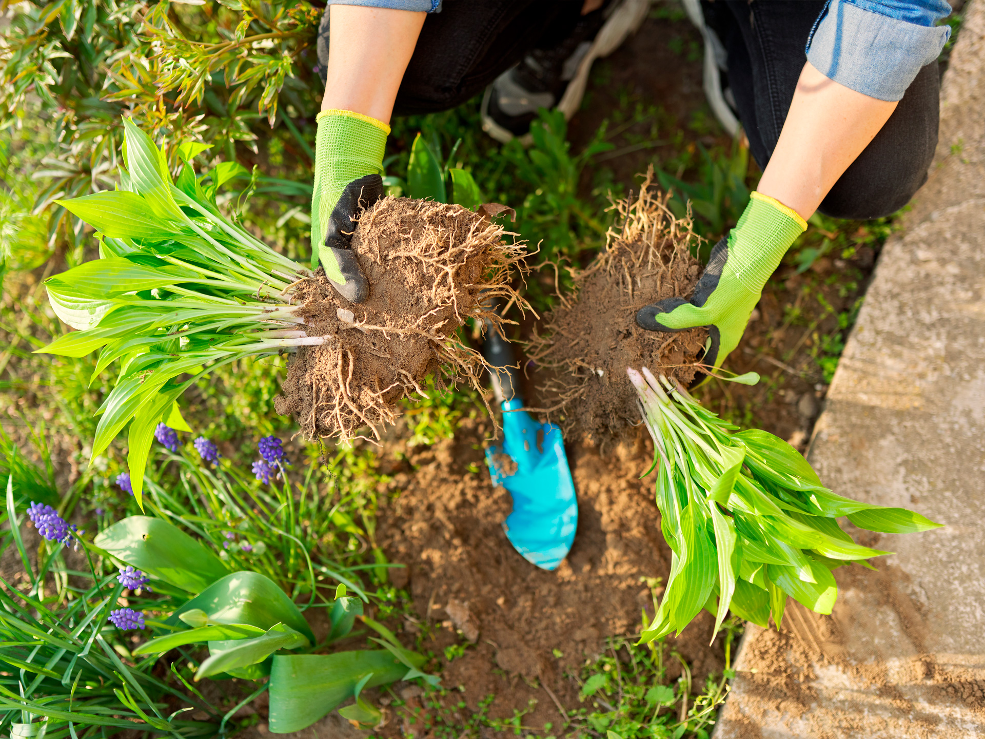 Deling af hosta. Foto: Istock