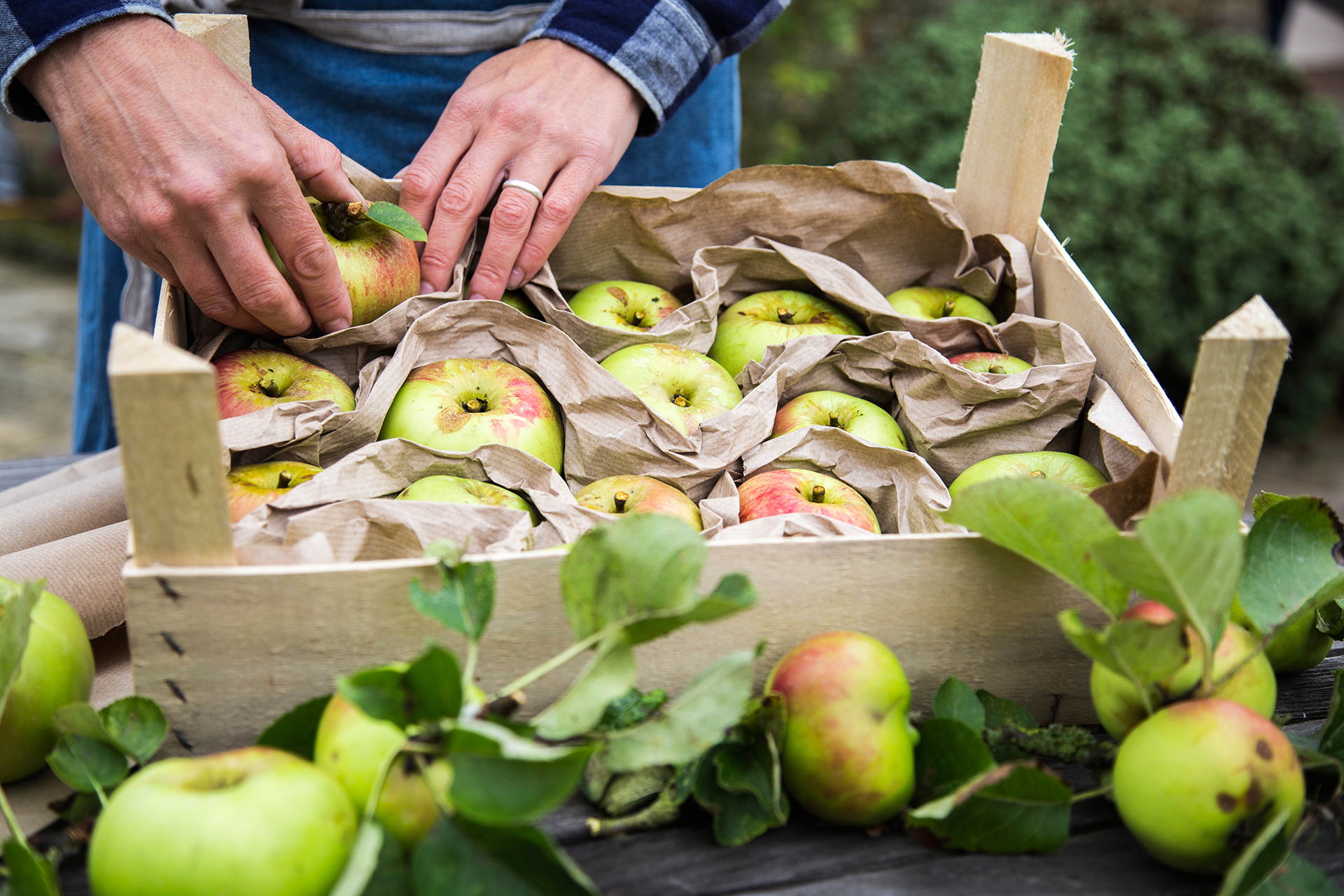 Opbevaring af æbler. Ved at adskille dem med avispapir undgår du at frugterne smitter hinanden med sygdomme.