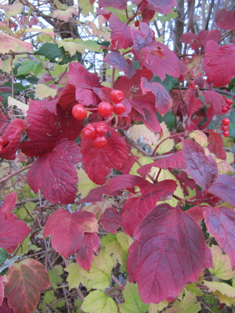 Kvalkved, Almindelig Viburnum Opulus Foto Flickr Leonora (Ellie) Enking
