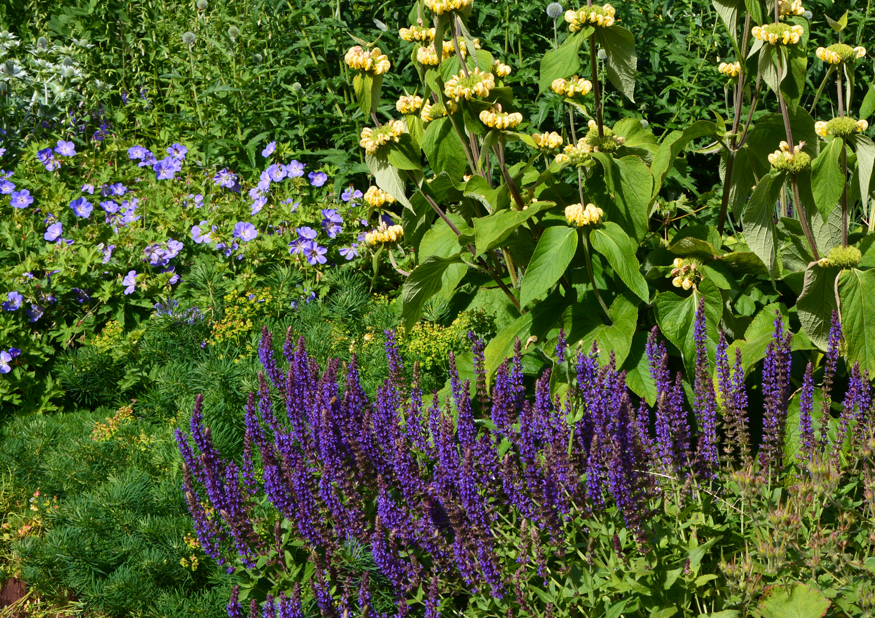 Småblomstret salvie og løvehale. Foto: Haveselskabet
