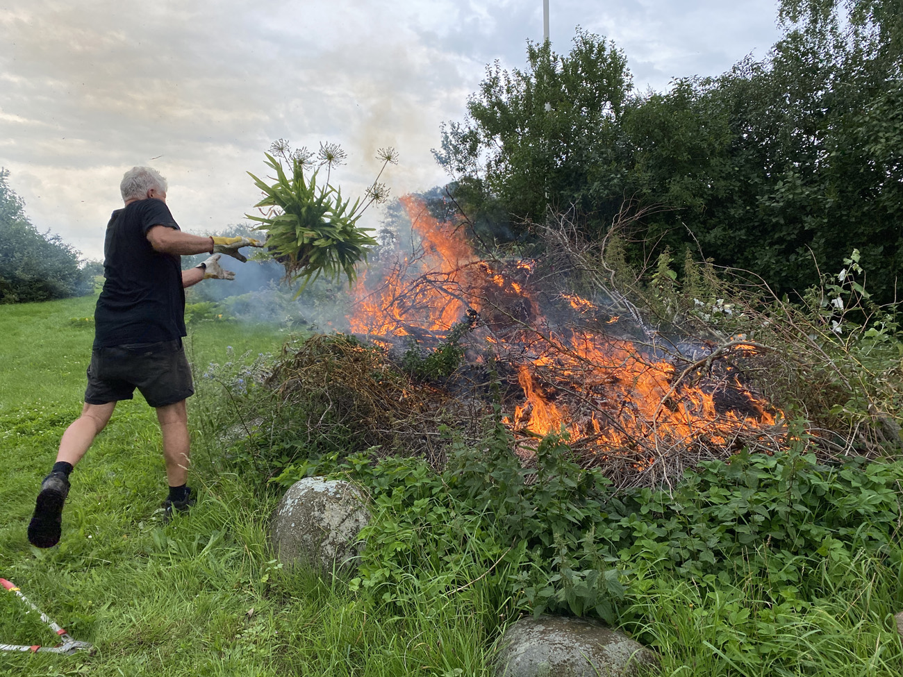 Skærmliljer med tegn på virusangreb bør destrueres, gerne ved brænding. Foto: Bodil Damgaard Petersen